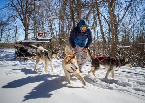 Richie Camden gets his nine-dog sled team into their harnesses before a training run on the Katy Trail near Defiance on Tuesday, Feb. 16, 2021. The past few weeks of snow have been a special treat for the team which runs "dry-land" training when the ground isn