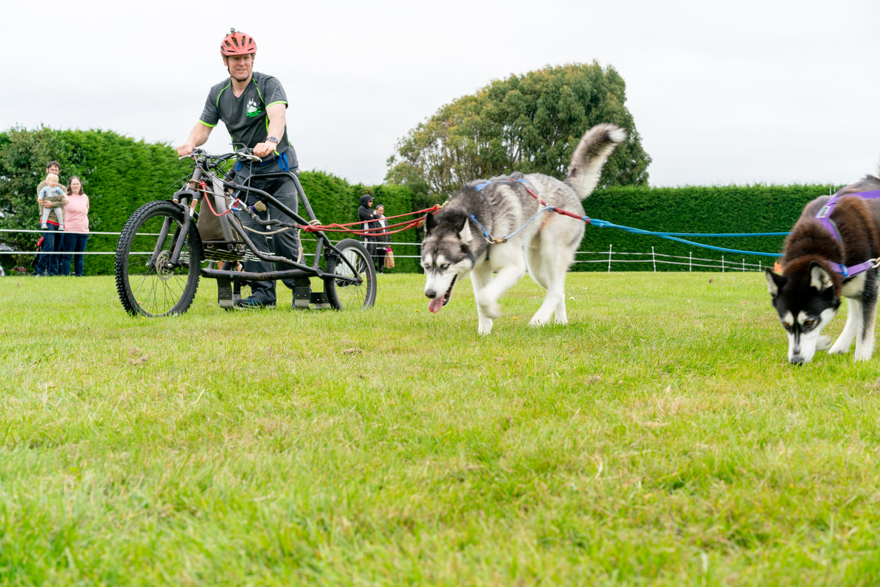 A member of the Southland Sled Dogs at last year
