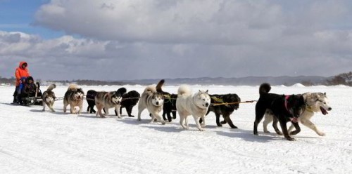 Operator of ExxonMobil-led Sakhalin 1 oil and gas development commits to local initiative to restore sled dog numbers Operator of ExxonMobil-led Sakhalin 1 oil and gas development commits to local initiative to restore sled dog numbers