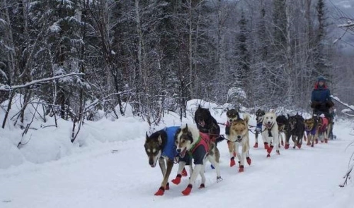 Shaynee Traska, originally from Gladwin and now living in Alaska, works with her dogs in prepping for the upcoming 1,000-mile Iditarod. Traska and her team of 16 dogs will compete aginst an estimated 60 other teams in the Iditarod.