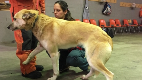 Head veterinarian Kate Robinson checks a dog in preparation for the Canadian Challenge. (Holly Giesbrecht/CTV Prince Albert)
