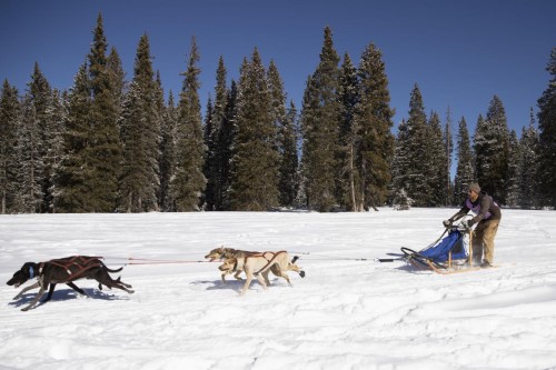 Chris Young of Mancos races in the four-dog sled category during the recent 16th annual Grand Mesa Summit Challenge Dog Sled Race at Mesa Top Trail in the Grand Mesa National Forest. Photo by MCKENZIE LANGE/The Daily Sentinel