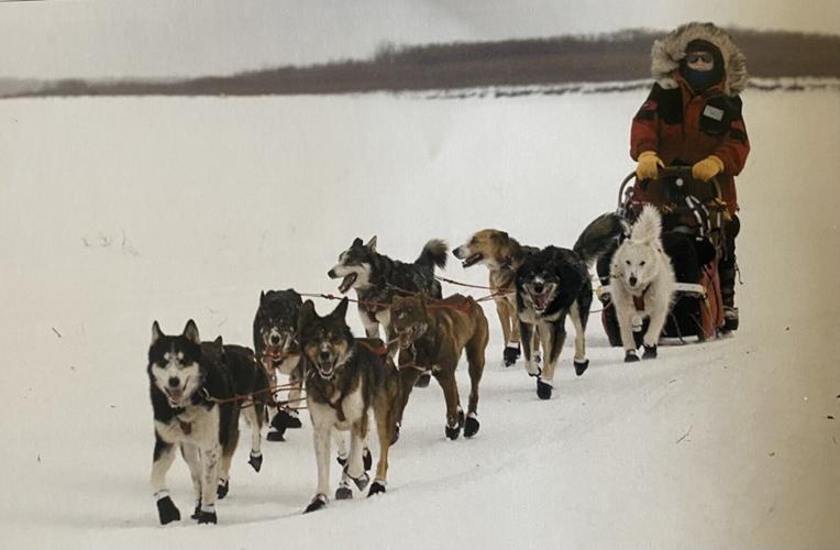 Al Hardman guides his team of dogs during his mushing career. | Article Credit: David Bossick, Ludington Daily News