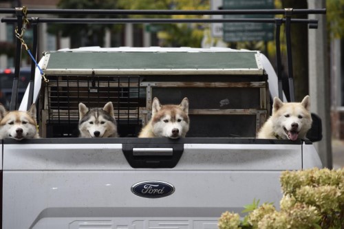 A team of huskies waits for owners Mike and Lee King of Michigan on Main Street in Bennington on Monday. photos by GREG SUKIENNIK — BENNINGTON BANNER A team of huskies waits for owners Mike and Lee King of Michigan on Main Street in Bennington on Monday. photos by GREG SUKIENNIK — BENNINGTON BANNER