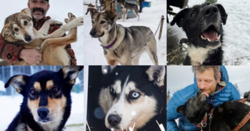 Six of the hundreds of 2022 Iditarod dogs. Six of the hundreds of 2022 Iditarod dogs.
