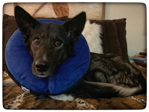 Solace recovering at home. CREDIT SUSAN DUDGEON