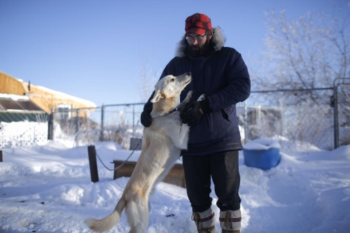 Matt Reymann pets Chuck, Alaskan Husky, at Silver Sage Mushing in Ashton on Jan. 12.  JOHN ROARK | jroark@postregister.com