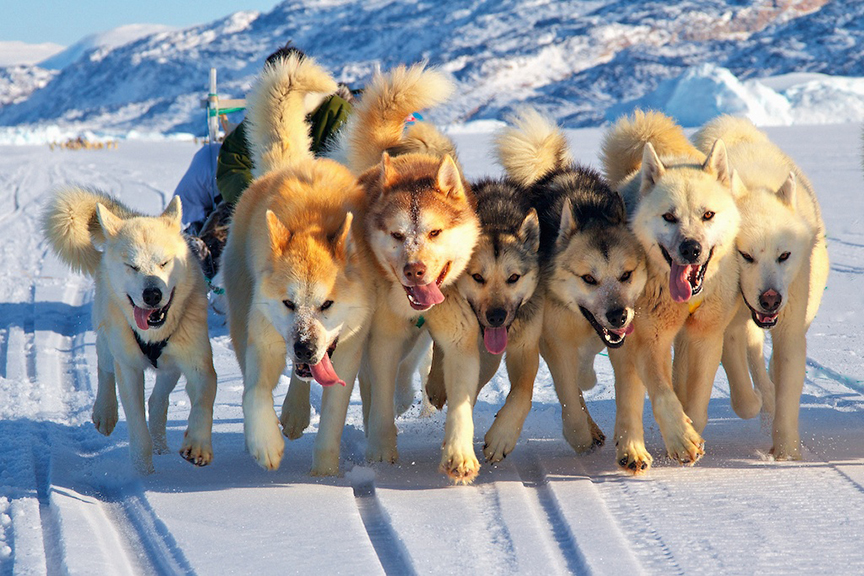 Sled dog team with Unnamed Musher | Photo: Galya Morrell Sled dog team with Unnamed Musher | Photo: Galya Morrell