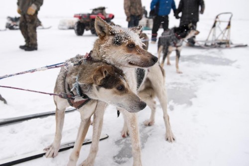 A musher leaves the starting chute during the 2018 Kuskokwim 300 Sled Dog Race in Bethel, Alaska. CREDIT KATIE BASILE / KYUK