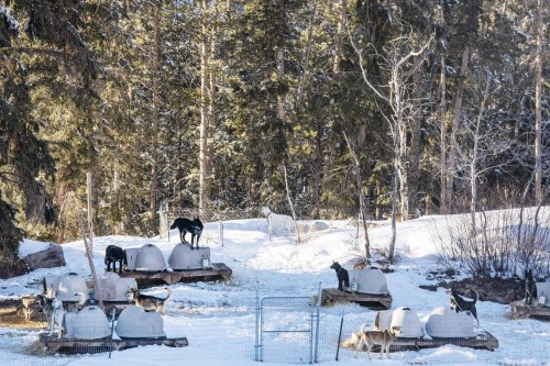 Krabloonik Dog Sledding dogs lounge in the yard in Snowmass on Tuesday, March 23, 2021. (Kelsey Brunner/The Aspen Times)
