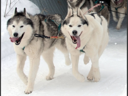 Dogs in the team of musher Tom Schonberger race down the trail during the Chugiak Dog Mushers Association’s Purebred Spring Fling races on Saturday, March 9, 2019 at Beach Lake Park in Chugiak. (Matt Tunseth / Chugiak-Eagle River Star)