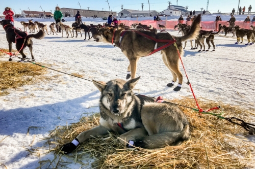 THE KOBUK 440 SLED DOG RACE brought Alaska’s wintertime “race season” to a close.