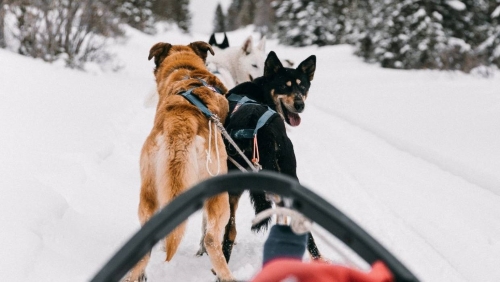 The dogs have a certain order they like to be in. | Photo Credit: Georgia Russell