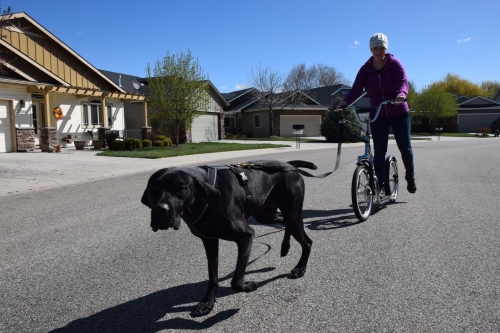 Mia Gussie, owner of Dryland Dogs, has her dog, Zeus, pull her scooter while she pushes in back. This activity is called urban mushing and is said to be good exercise for larger dog breeds.