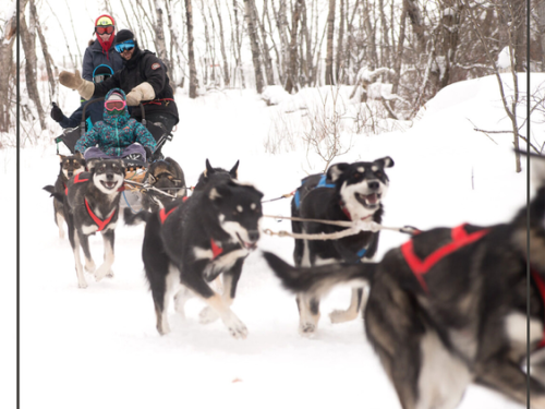 Aaron Campbell and his team of dogs have are World Champions. Photo: Coralie