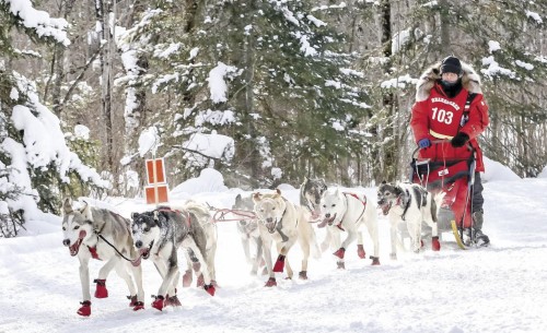 Milaca’s Darcy Stanley-Nord career as a musher continues to grow as the now eight-year veteran to dog sledding is racking up top 10 finishes. Stanley-Nord and her family run Nord Star Racing based in Milaca.  