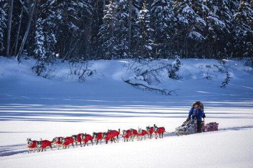 Mitch Seavey mushes into the Nikolai, Alaska, checkpoint Tuesday during the Iditarod Trail Sled Dog Race.