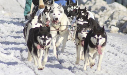 For those wanting to give it a try, winter -- prime mushing season for obvious reasons -- is the perfect time. And getting into it is pretty straight forward, said Scott Maruskie, a longtime sprint-distance musher and vice president of the Alaskan Sled Dog and Racing Association.  Frontiersman file photo