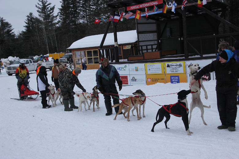 Dogs at the starting line of the Pontiac Sled Dog and Skijoring Race