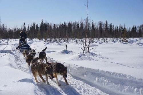 Kids experience riding in a dog sled during an open house for Noble Paws Kennel, a nonprofit organization that teaches at-risk and disabled youth how to dog mush. Alena Naiden/News-Miner Kids experience riding in a dog sled during an open house for Noble Paws Kennel, a nonprofit organization that teaches at-risk and disabled youth how to dog mush. Alena Naiden/News-Miner