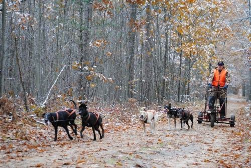 Lost Pines Lodge Dryland Race chairperson Matt Woudenberg takes some dogs out for a run in Fife Lake on Nov. 8, 2018.