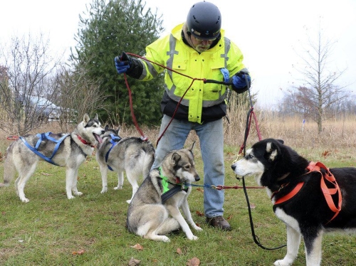 JOHN KLINE | THE GOSHEN NEWS Jan Bloom, a mushing enthusiast from Paw Paw, Michigan, gets his team of Siberian Huskies into their harnesses during a Mushing 101 class held at River Preserve County Park Saturday afternoon.