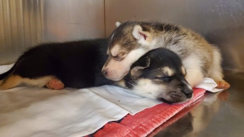 Two puppies are seen at the Iqaluit Humane Society. Organizers are working to raise $1 million in hopes of staying afloat after the city announced that the building they occupy would be destroyed. (Source: Iqaluit Humane Society, Facebook)