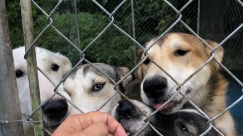 Sled dogs peer from their enclosure during a covert visit Sandra Garofolo made to a kennel in Moonstone, between Midland and Orillia. PHOTO SUPPLIED