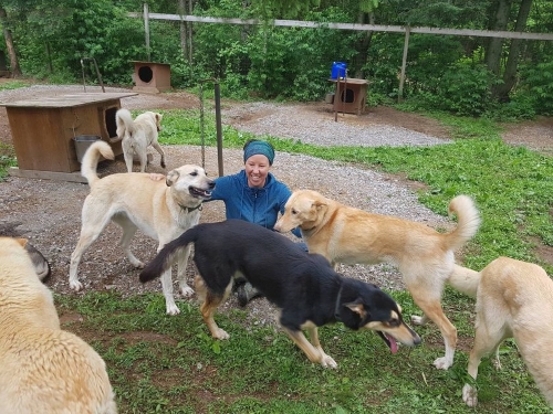 Leah Fetterley hangs out with a few of the 70 dogs that she keeps with husband Brad at North Ridge Ranch in Huntsville. The mushers maintain their animals have a good life and keeping them tethered outdoors, with a doghouse, is not the awful scenario that some animal activists describe. PHOTO SUPPLIED