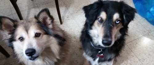 Foxy, left, a mixed-breed with brown eyes and Sunny, a mutt with husky heritage and heterochromatic brown and blue eyes. Credit: Ramat Gan. \ Dafna Maor Foxy, left, a mixed-breed with brown eyes and Sunny, a mutt with husky heritage and heterochromatic brown and blue eyes. Credit: Ramat Gan. \ Dafna Maor