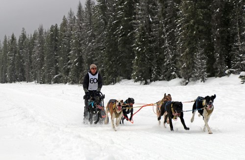 A racer guides his team toward the finish line at the annual Priest Lake Sled Dog Race on Sunday. (Photo by CAROLINE LOBSINGER)
