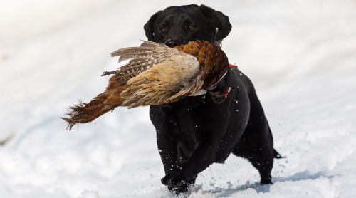 Take Action Today! Pennsylvania members and sportsmen should call their state representatives and ask them to vote NO on HB 2104. Members can contact their legislators by using the Sportsmen’s Alliance Legislative Action Center Directory. 