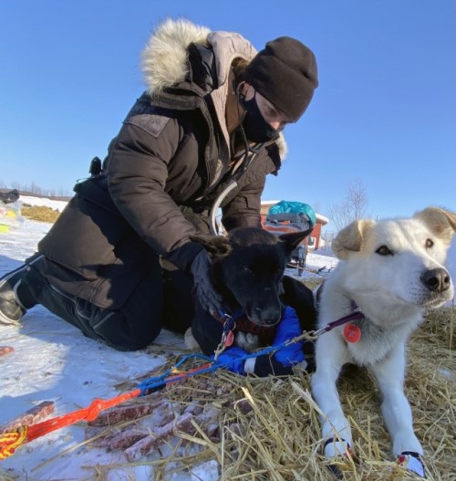 Maj. Gretchen Powers, the chief of Outpatient Services at Veterinary Medical Center Europe, examines a dog during the 2021 Iditarod. (Photo Credit: U.S. Army)