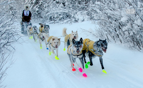 <b> A NEW POSSIBILITY </b>– The Yukon Quest 1,000 International Dog Sled Race is considering joining QRILL Pet Arctic World Series (QPAWS) and will make its decision after the 2020 race. The Iditarod has recently signed up the global series. <i>Photo by Whitehorse Star </i>