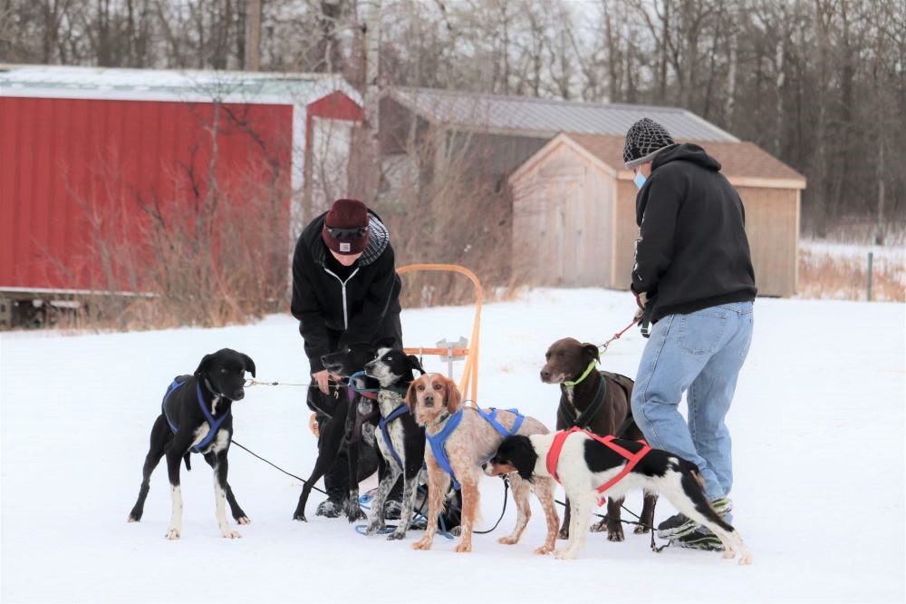Alyssa Strutt and her partner Doug Nicholls wrangle their dog team to go for a run on Wednesday afternoon. Nicholls has been serving as Strutt’s dog handler and moral support centre during all her various races in southern Manitoba. (Kyle Darbyson/The Brandon Sun)
