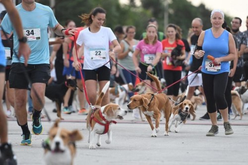 Dogs and their owners took part in Saturday