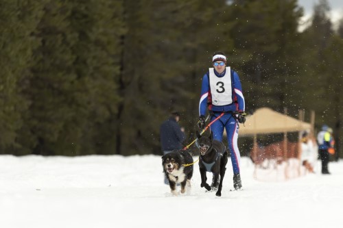 Bella reached a point Tuesday on the Kit Carson trail where the snow was too deep. She didn’t get to the summit and turned around. (Angela Schneider Noses & Toes Pet Photography)