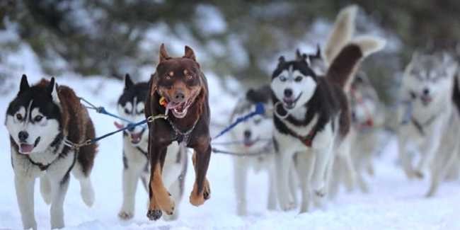 SNOW MUCH FUN: Owners Brett and Neehsa of Australian Sled Dog Tours are looking for a new home for them and their dogs (pictured).