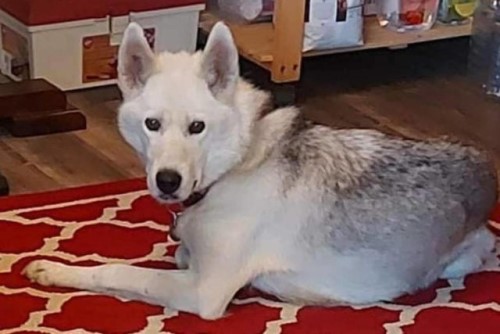 Solo hasn’t been seen since the early morning of Saturday, Feb. 4. (Dayna Johnson Fedeli/Facebook)