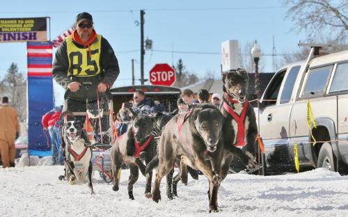 Stephen Peterson of rural Backus had a mixed season of dog sled racing this year, finishing in the top three in Ashton and losing time waiting on moose in at least one other race.