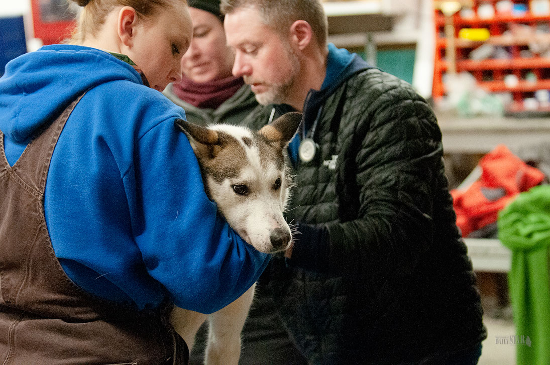A THOROUGH EXAM – Dr. Rick Brown, right, completes a head to back check of this dog’s joints and muscles during the Yukon Quest vet check at Northerm Windows and Doors on Saturday.