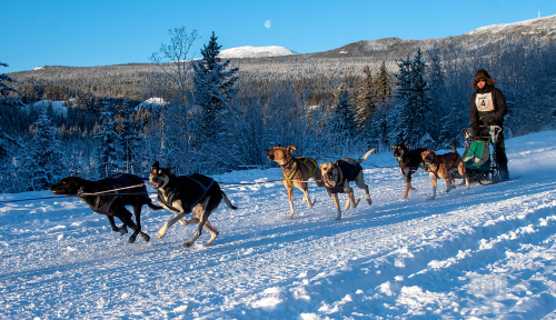 THE WINNING TEAM – Armin Johnson and his team head down the Copper Haul Road during the Dog Power Sports Association of the Yukon (DPSAY) Twister race on Sunday morning. Johnson posted the quickest time, 34:53, on the 10-mile course.