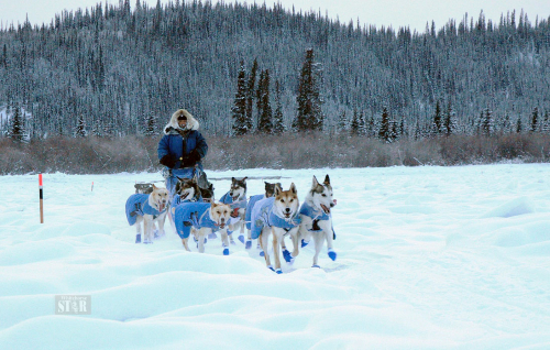 FIFTEEN REMAIN – Three mushers have dropped from the 2020 Yukon Quest 1,000-mile race leaving 15 teams. It is the lowest number of teams in the race