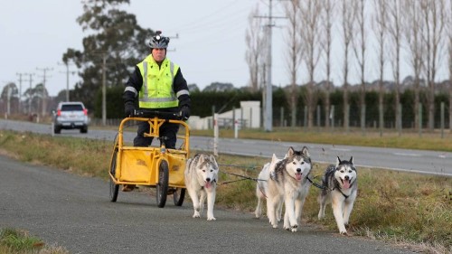 Owen Burt was out training with his siberian husky dog sledding team, between Timaru and Pleasant Point, at the weekend, for their upcoming race season. Owen Burt was out training with his siberian husky dog sledding team, between Timaru and Pleasant Point, at the weekend, for their upcoming race season.