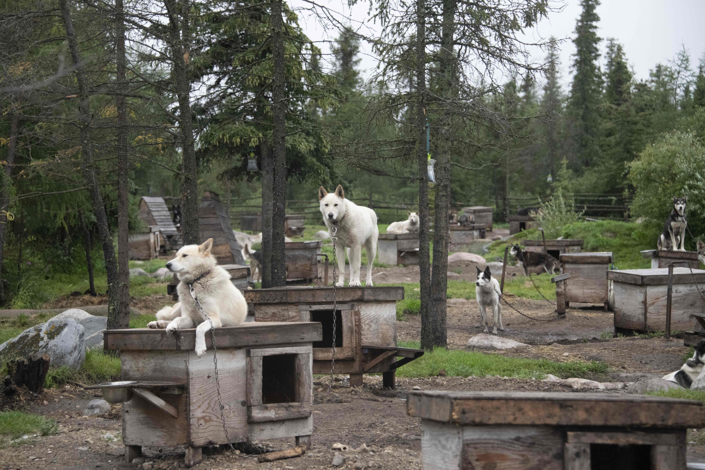 Canadian musher David Daley