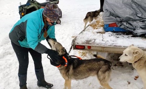 Diane Gagliano puts a harness on one of her sled dogs at Top of the Hill Huskies in Phelps on Jan. 15, 2021. Chelsey Lewis/Milwaukee Journal Sentinel Diane Gagliano puts a harness on one of her sled dogs at Top of the Hill Huskies in Phelps on Jan. 15, 2021. Chelsey Lewis/Milwaukee Journal Sentinel