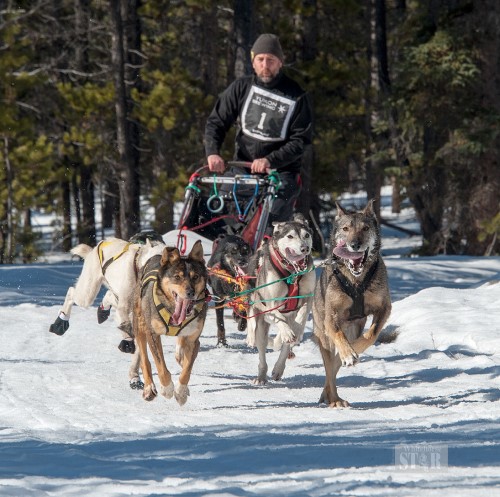 A NEW LEAGUE – Musher Jon Lucas has created a new dog mushing league called the Yukon Brewing Copper Haul League for inexperienced dog mushers to try their hand at races.  Photo by Whitehorse Star