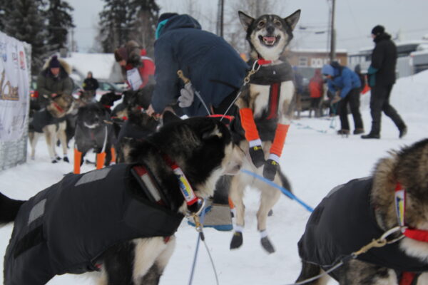 Musher Jennifer LaBar’s dog leaps into the air at the start of the 350-mile Yukon Quest this winter. Image Credit: Lex Treinen, Alaska Public Media | Article Credit: Dan Bross, KUAC - Fairbanks
