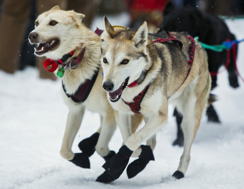 Sled dogs take off at the start of the 2015 John Beargrease Sled Dog Marathon in Duluth. On Tuesday, musher Ryan Redington and his team won their second Beargrease title. Derek Montgomery for MPR News 2015 Sled dogs take off at the start of the 2015 John Beargrease Sled Dog Marathon in Duluth. On Tuesday, musher Ryan Redington and his team won their second Beargrease title. Derek Montgomery for MPR News 2015