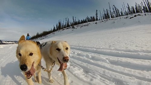 <b><i>Photo courtesy of Denise Lawson</i></b>  Many Alaskan sled dogs are finding a new home in Virginia after their working careers are done.